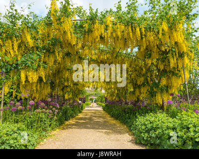Helmsley Walled Garden un arc de fleurs de printemps jaune alpinum Laburnum ou Chaîne d'or, arbre de pourpre par le chemin d'Allium Banque D'Images