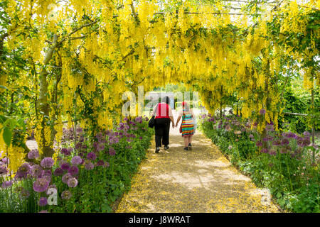 Une femme et fille de marcher sous une arche de fleurs de printemps jaune Laburnum alpinum , de pourpre par le chemin d'Allium Helmsley dans jardin clos Banque D'Images