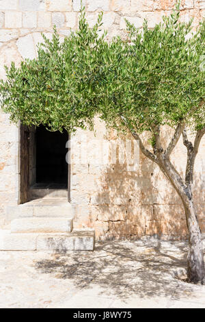 Olivier et porte ouverte dans le mur du château médiéval de Peniscola, Espagne Banque D'Images