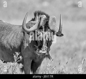 Portrait d'un Gnou Noir debout dans le sud de la savane africaine Banque D'Images