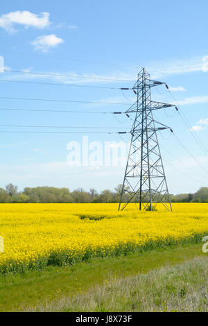 Pylônes électriques passant par champ de colza dans la campagne anglaise - qui présente des besoins traditionnels et modernes Banque D'Images