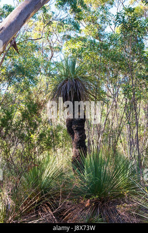 Tates, arbre herbe Kangaroo Island, Australie du Sud. Banque D'Images