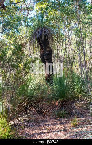 Tates, arbre herbe Kangaroo Island, Australie du Sud. Banque D'Images