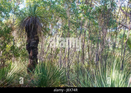 Tates, arbre herbe Kangaroo Island, Australie du Sud. Banque D'Images