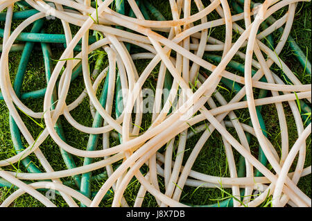 Tube en caoutchouc azurée (à eau) sur l'herbe verte, résumé Banque D'Images