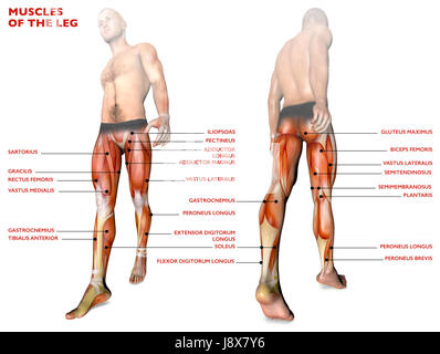 Les muscles des jambes, corps humain, anatomie, système musculaire. Le rendu 3D Banque D'Images