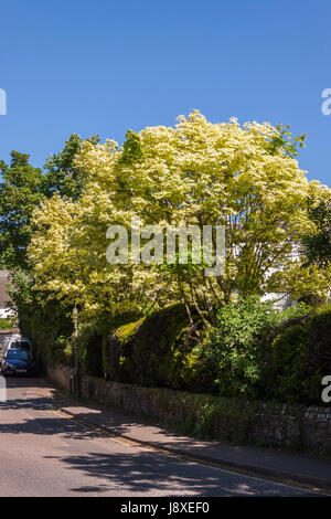 L'Érable de Norvège panaché d'arbres dans le Devon, Acer platanoides Drummondii Banque D'Images