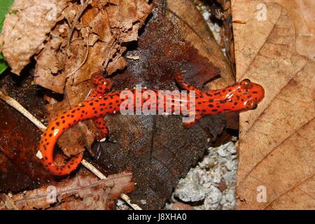 Les amphibiens, caverne, salamander, rouge, feuille, macro, portrait, macro, admission fermer Banque D'Images