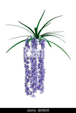 Le rendu 3D de fleurs orchidée sauvage isolé sur fond blanc Banque D'Images