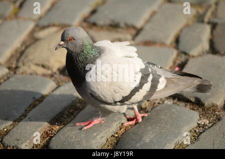 Un pigeon marche par temps froid Banque D'Images