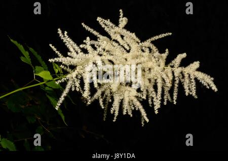 Aruncus dioicus, ou des plumes de la mariée, la floraison dans une forêt de montagne. La plante est également appelée la barbe de chèvre. Banque D'Images