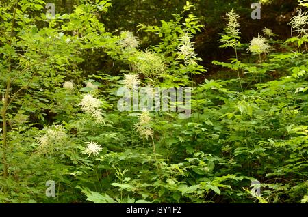 Aruncus dioicus, ou des plumes de la mariée, la floraison dans une forêt de montagne. La plante est également appelée la barbe de chèvre. Banque D'Images