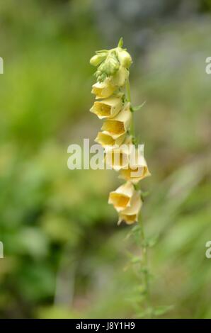 La digitale jaune fleurs. La plante appartient à la famille de la digitaline, qui est une ressource importante pour l'industrie pharmaceutique. Banque D'Images