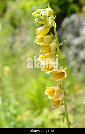 La digitale jaune fleurs. La plante appartient à la famille de la digitaline, qui est une ressource importante pour l'industrie pharmaceutique. Banque D'Images