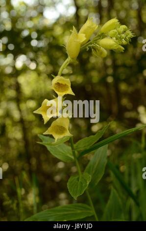 La digitale jaune fleurs. La plante appartient à la famille de la digitaline, qui est une ressource importante pour l'industrie pharmaceutique. Banque D'Images