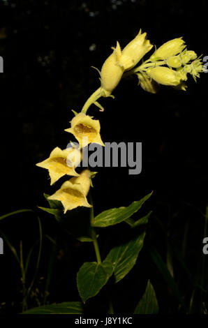 La digitale jaune fleurs. La plante appartient à la famille de la digitaline, qui est une ressource importante pour l'industrie pharmaceutique. Banque D'Images