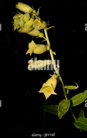 La digitale jaune fleurs. La plante appartient à la famille de la digitaline, qui est une ressource importante pour l'industrie pharmaceutique. Banque D'Images