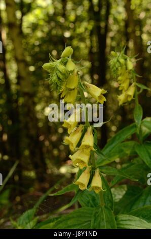 La digitale jaune fleurs. La plante appartient à la famille de la digitaline, qui est une ressource importante pour l'industrie pharmaceutique. Banque D'Images