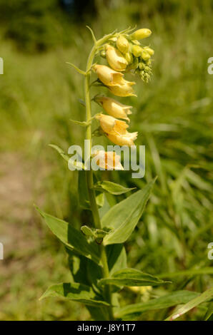 La digitale jaune fleurs. La plante appartient à la famille de la digitaline, qui est une ressource importante pour l'industrie pharmaceutique. Banque D'Images