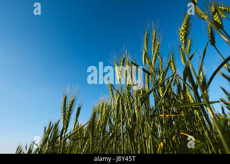 Low angle de champ de blé vert, céréales plantes poussant contre le ciel bleu Banque D'Images