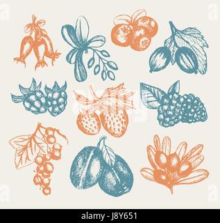 Fruits rouges - vector hand drawn vintage illustration Illustration de Vecteur