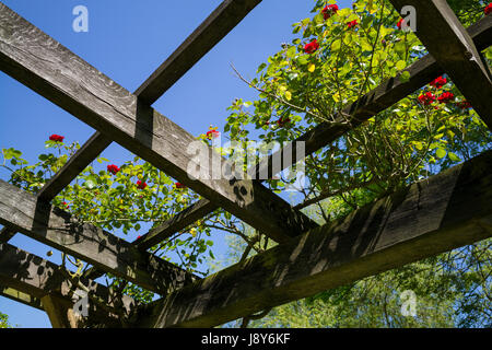 Ciel bleu au-dessus de la Pergola à Rose Park Rowntree, ville de York, Royaume-Uni Banque D'Images