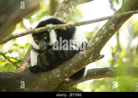 Monkey's à Monkeyland - Afrique du Sud Banque D'Images