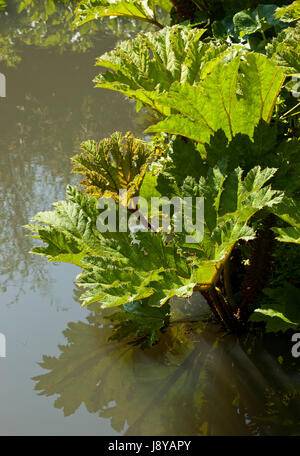 Gunnera au bord d'un étang au printemps en Norfolk, England, UK Banque D'Images
