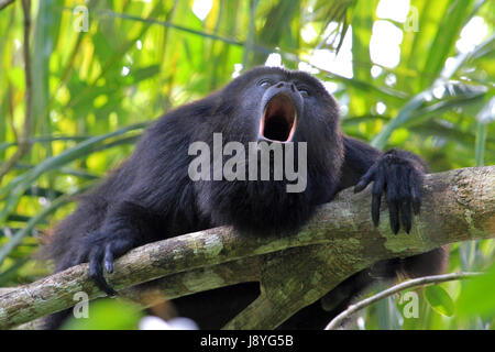 Singe hurleur noir, Alouatta pigra ou alouatta caraya, assis sur un arbre dans la jungle du Belize et à siffler comme un fou. Également trouvé au Mexique et au Guatemala. Banque D'Images