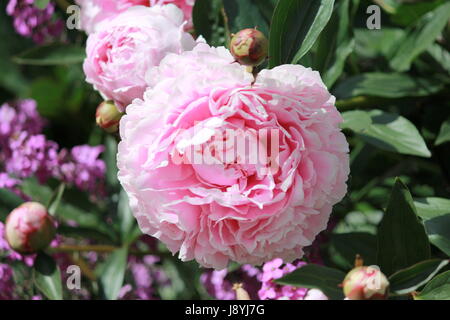 Fleur rose Banque D'Images