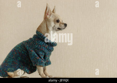 Portrait de curieux Chihuahua sitting on a sofa Banque D'Images