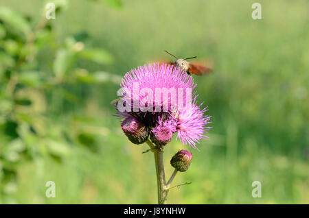 La Hummingbird Hawk Moth se nourrir dans une fleur Banque D'Images