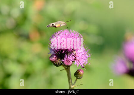La Hummingbird Hawk Moth se nourrir dans une fleur Banque D'Images