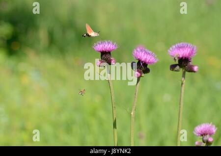 La Hummingbird Hawk Moth se nourrir dans une fleur Banque D'Images