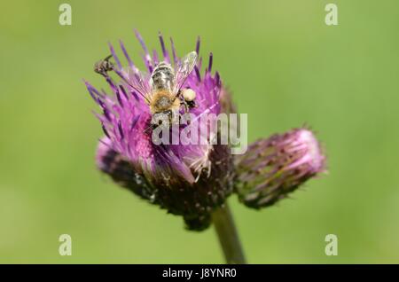 Une abeille sur une fleur, montrant corbeilles à pollen Banque D'Images