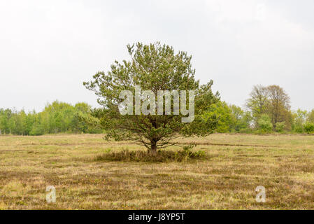 Vue sur un paysage de lande de bruyère Banque D'Images