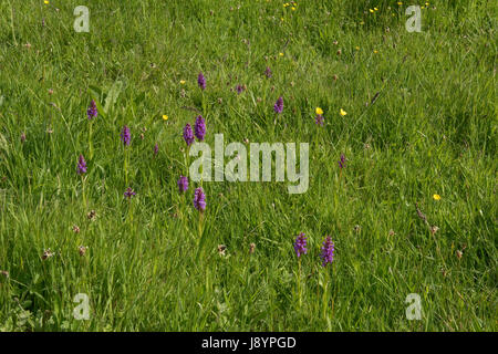 Marais du sud, orchidées Dactylorhiza praetermissa, colonie la floraison dans les marais et des zones humides derrière Chesil Beach, Dorset, Mai Banque D'Images