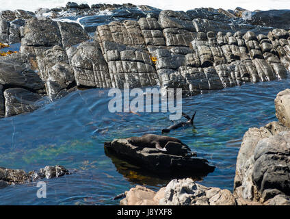 New Zealand fur seals sur les rochers au parc national de Flinders Chase sur Kangaroo Island, Australie du Sud. Banque D'Images