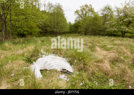 Wild blanc mort Cygne tuberculé Cygnus olor en plein air sur une pelouse communiqué de modèle : N° des biens : Non. Banque D'Images