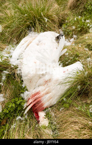 Wild blanc mort Cygne tuberculé Cygnus olor en plein air sur une pelouse communiqué de modèle : N° des biens : Non. Banque D'Images