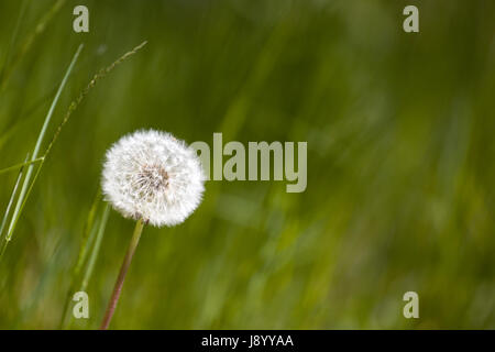 Horloge pissenlit commun (Taraxacum officinale) Communiqué de modèle : N° des biens : Non. Banque D'Images