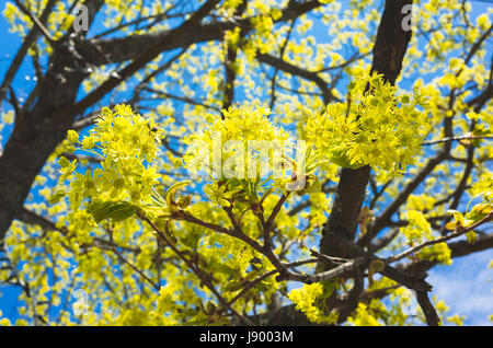 Tilleul en fleurs branches avec des fleurs jaunes sur fond de ciel bleu vif. Macro photo avec selective focus Banque D'Images