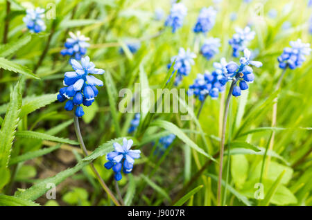 Muscari. Fleurs bleu au printemps jardin. Macro photo avec selective focus Banque D'Images