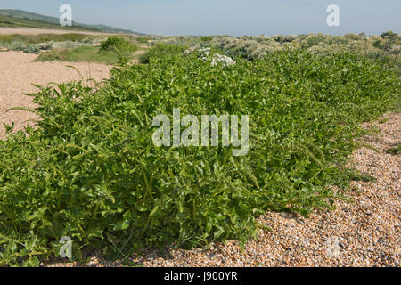 Mer betterave, Beta vulgaris, plante entrée en fleur sur la plage de Chesil. Une populaire plus de plats de poisson et de légumes que d'une cuisine. Dorset, Mai Banque D'Images