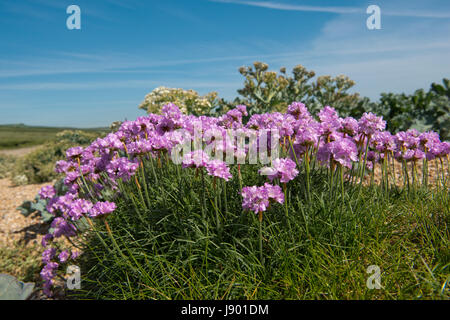 L'épargne ou sea Thrift Armeria maritima, la floraison, le bardeau à Chesil Beach dans le Dorset, Mai Banque D'Images