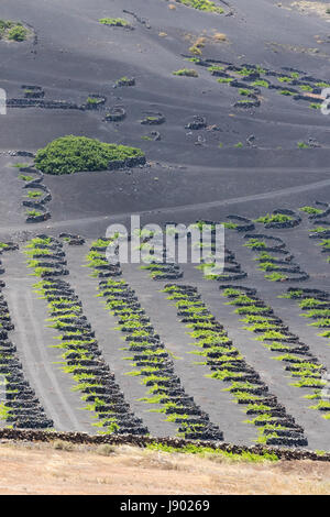 Lanzarote - vignoble vignes poussant dans les fosses de lave pour faire du vin local, Lanzarote, Canaries, l'Europe Banque D'Images