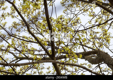 L'érable (Acer platanoides éveil au printemps) Banque D'Images