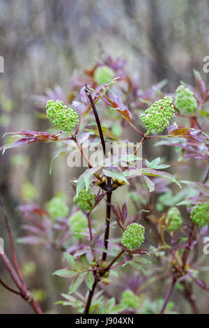 La floraison d'un aîné rouge berry (Sambucus racemosa) Banque D'Images