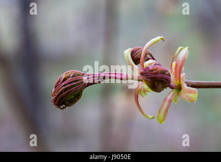 L'érable (Acer platanoides éveil au printemps) Banque D'Images