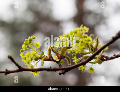 L'érable (Acer platanoides fleurs ) au printemps Banque D'Images